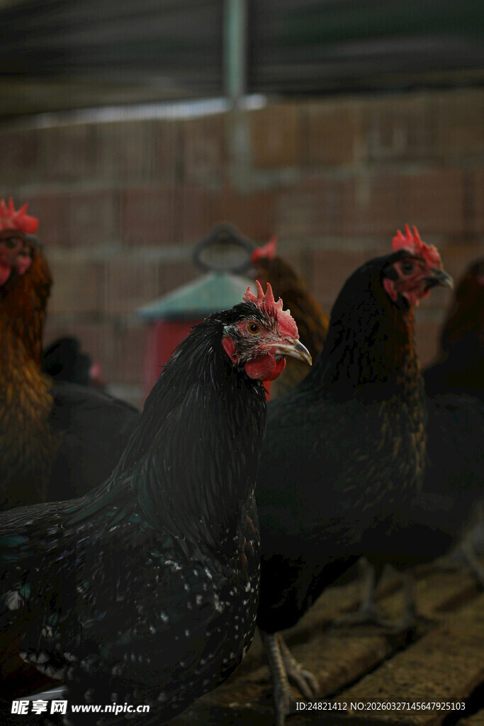鸡舍内的黑羽鸡群