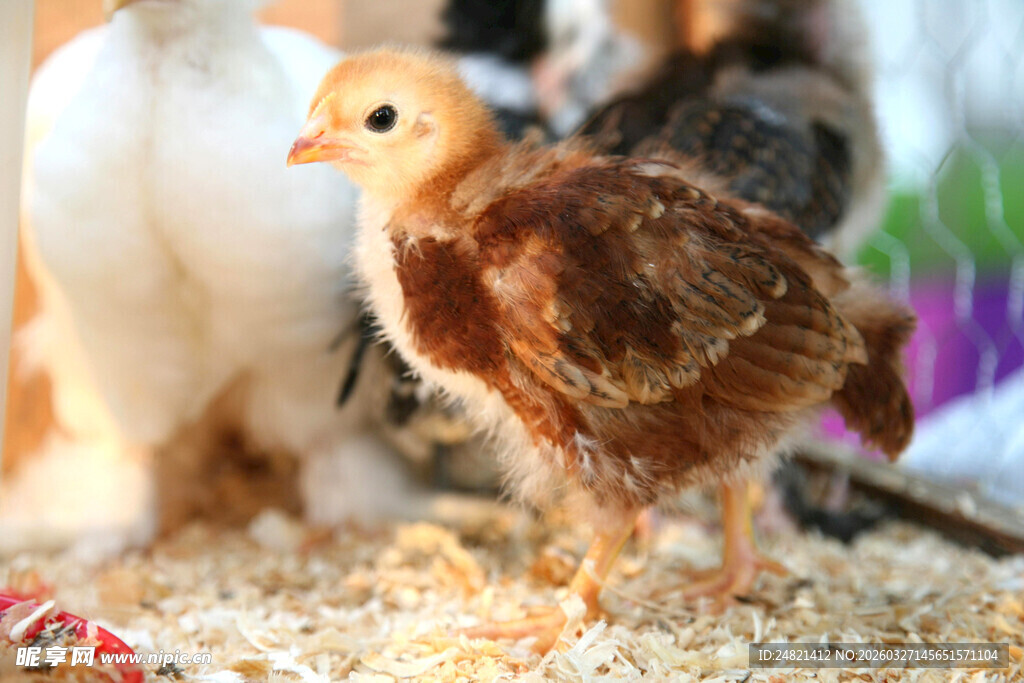 可爱小鸡站在木屑上