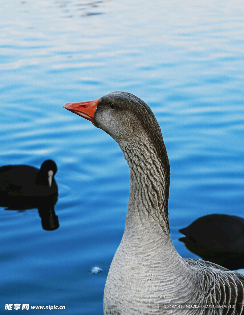 灰雁于蓝水间悠然伫立