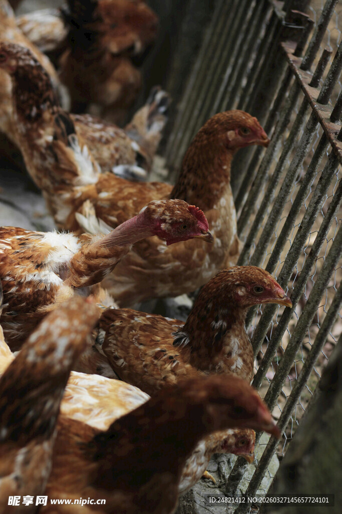 鸡群聚集