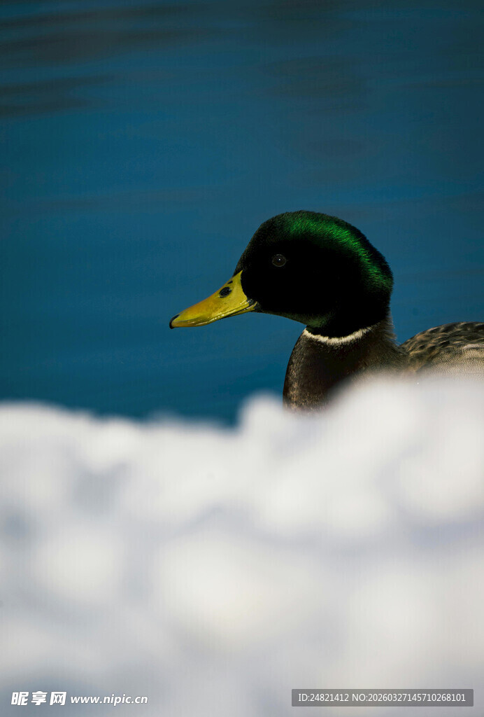 雪地上的绿头鸭