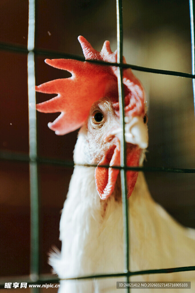 笼中公鸡特写