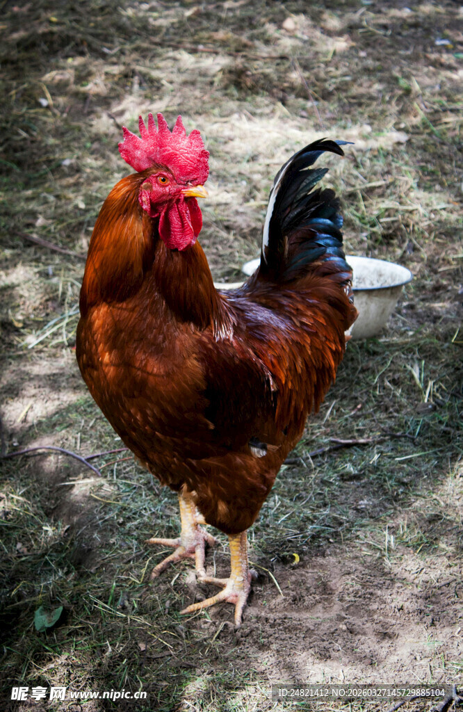 昂首挺立的红公鸡