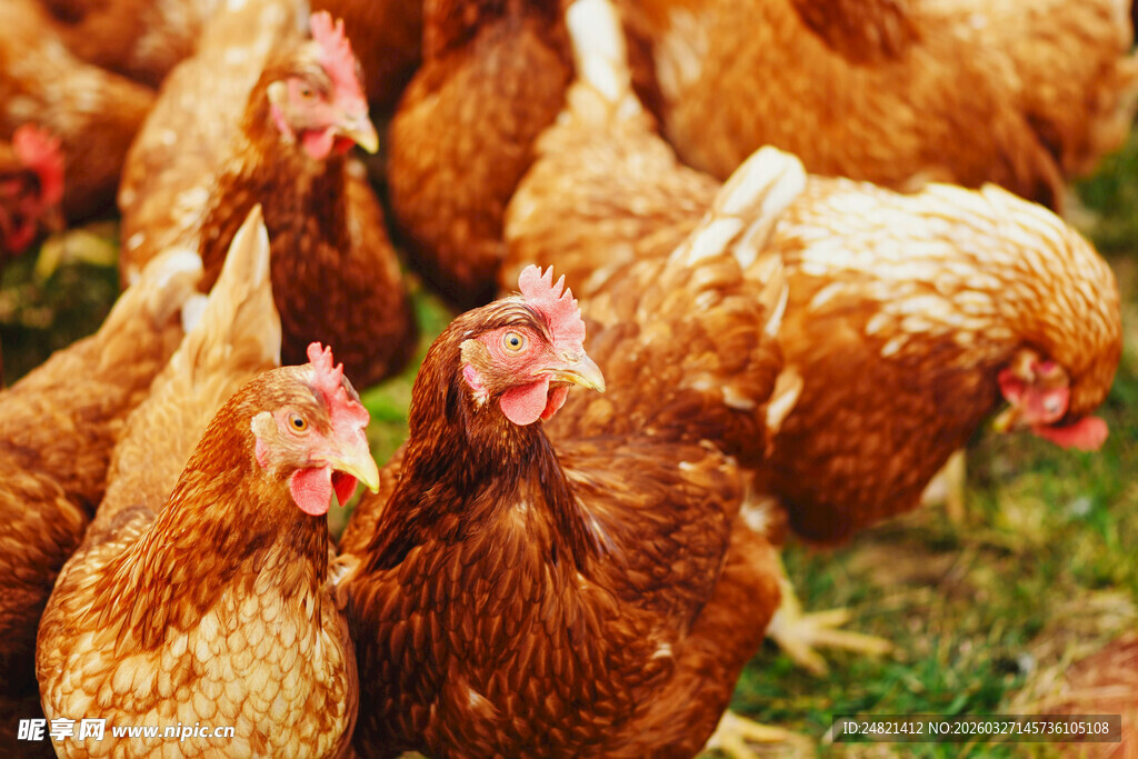 一群鸡在草地上觅食