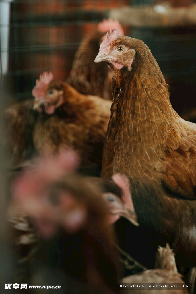 鸡舍中的一群鸡