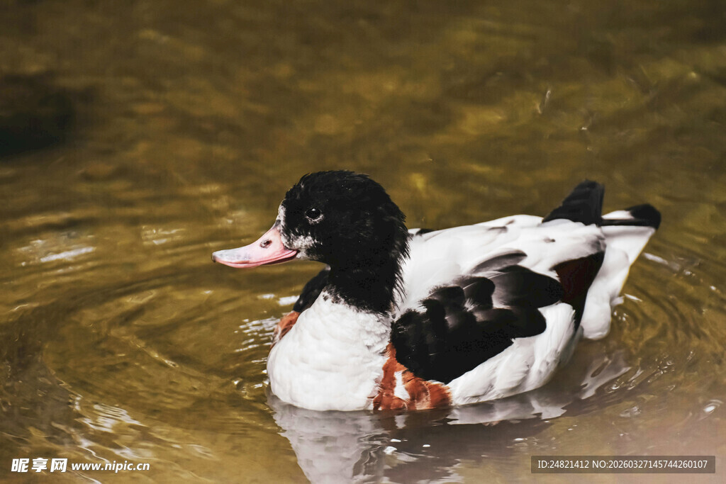 水中游弋的黑白鸭子
