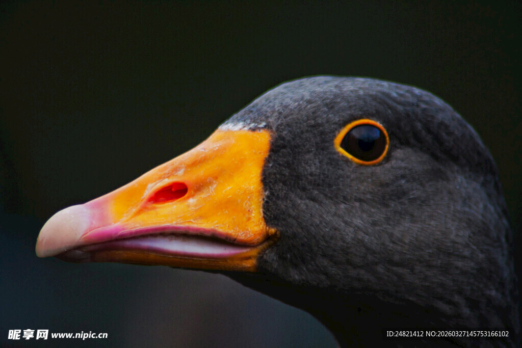 灰身橙喙的鸟特写