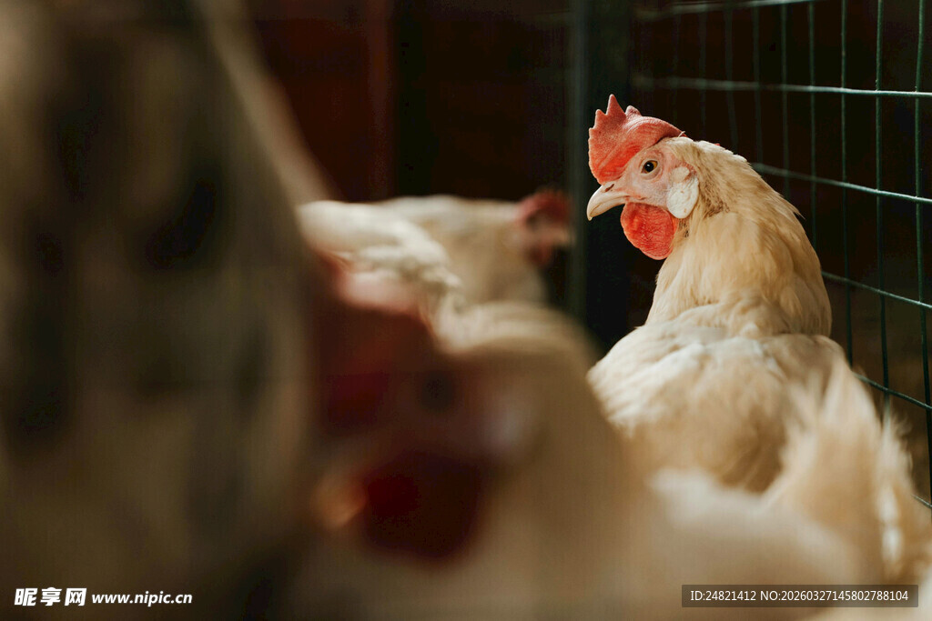 笼中的白鸡