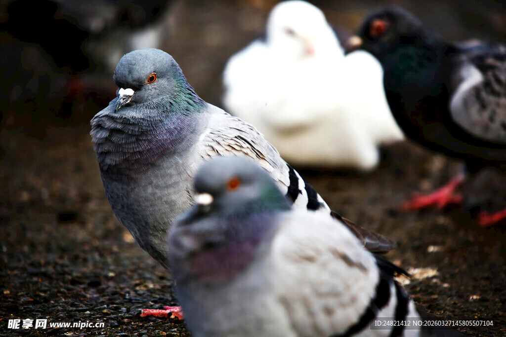 群鸽聚集