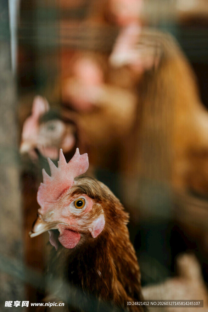 鸡舍中的鸡