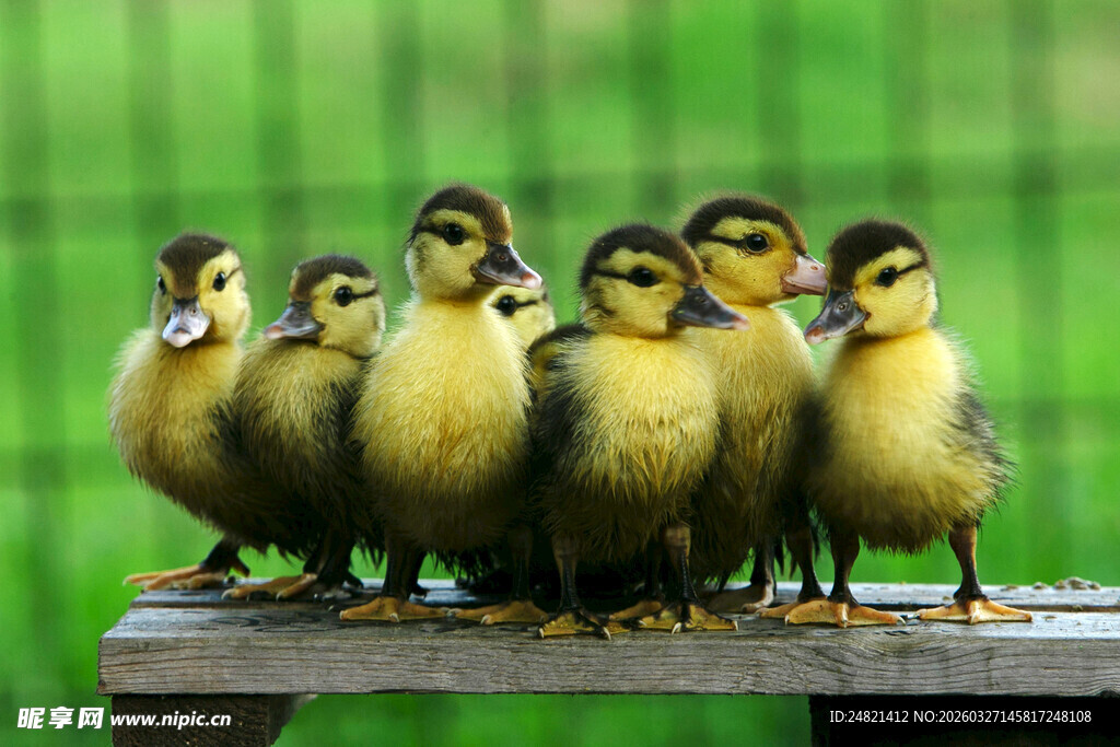 一群小鸭子站在木台上