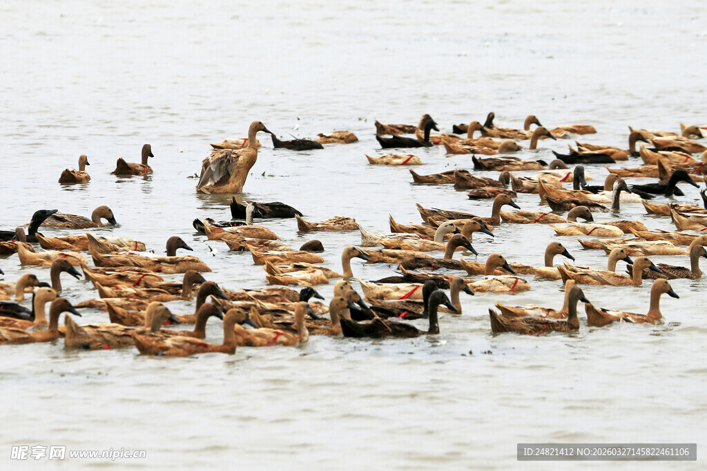 群鸭水中游