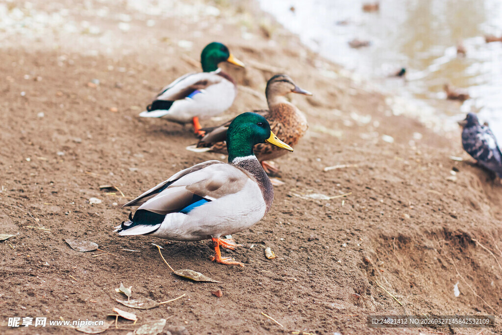 岸边休憩的几只绿头鸭