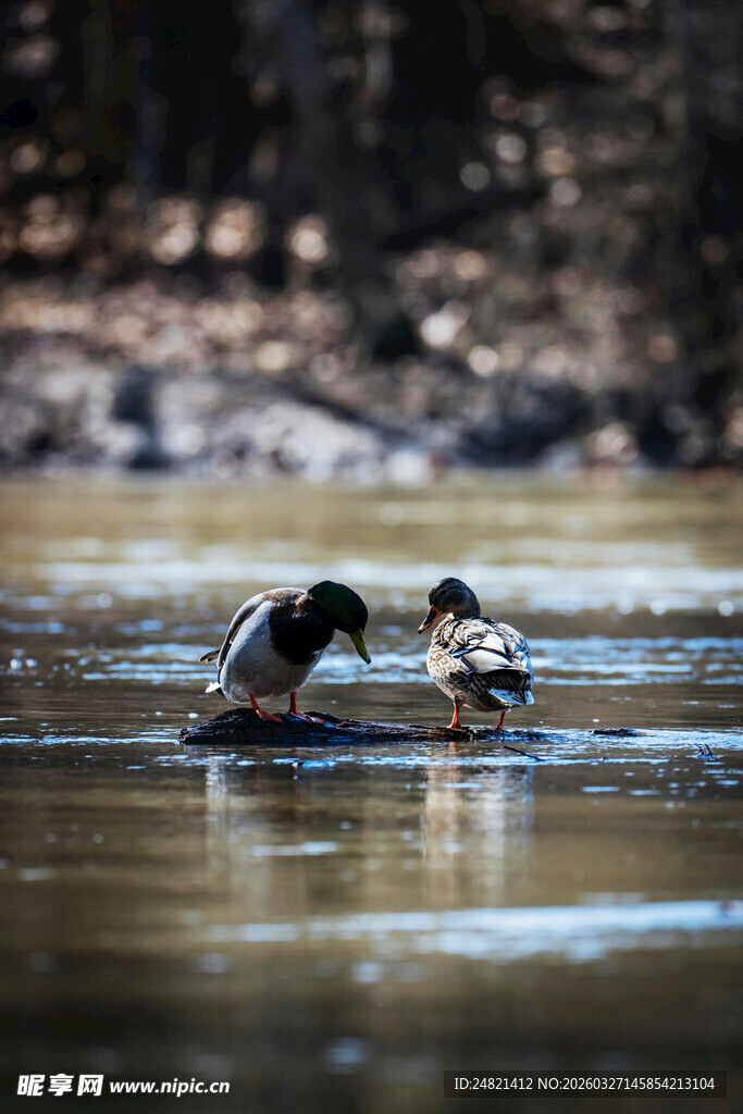 水中嬉戏的两只野生动物