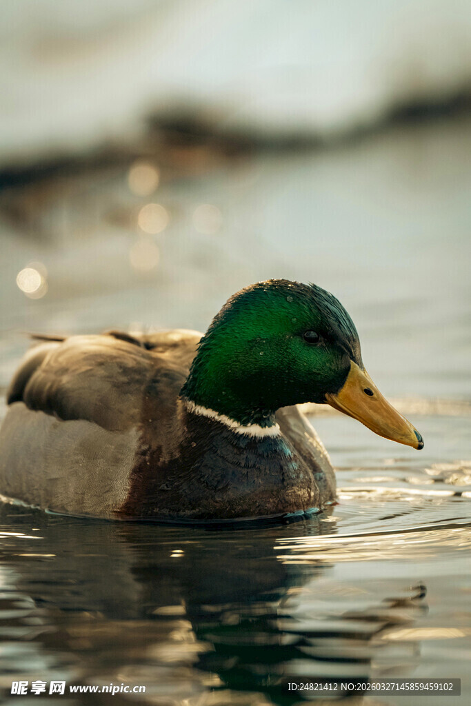 绿头鸭水中悠然游动