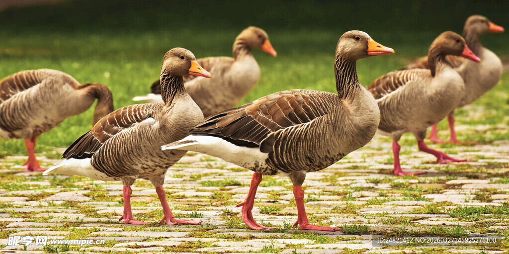 一群灰雁在湿地行走