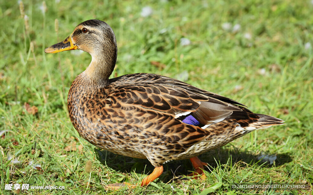 草地上的一只野鸭