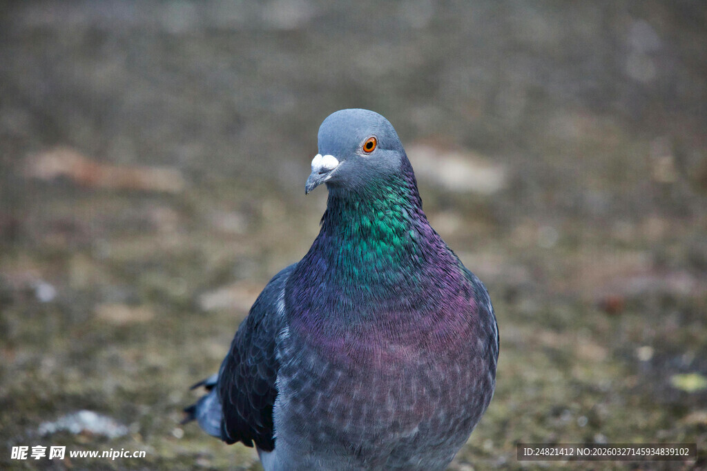 灰紫羽毛的美丽鸽子