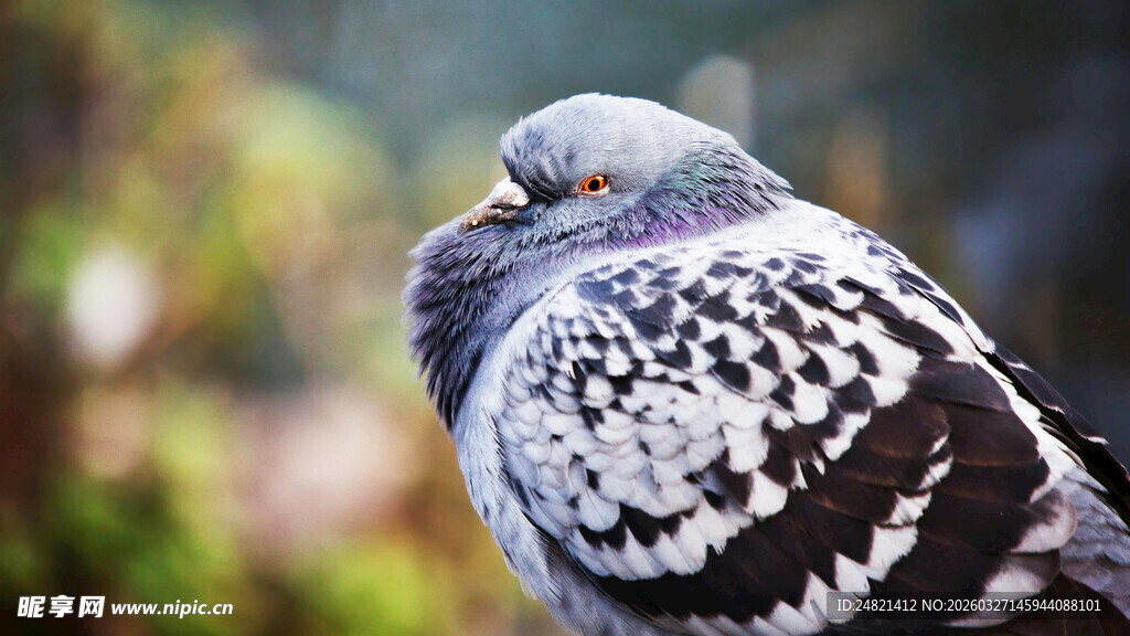 灰黑花纹鸽子特写