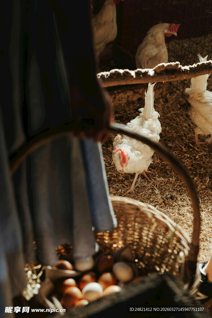 农家鸡窝与鸡蛋场景