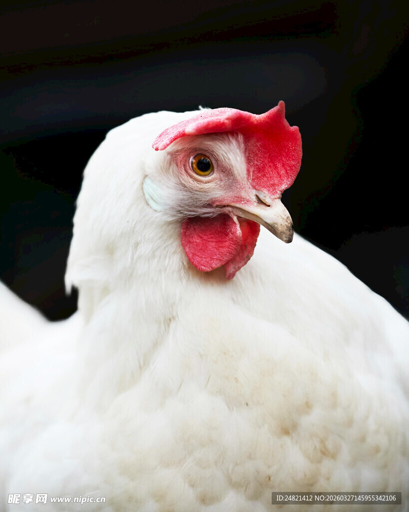 白色母鸡特写