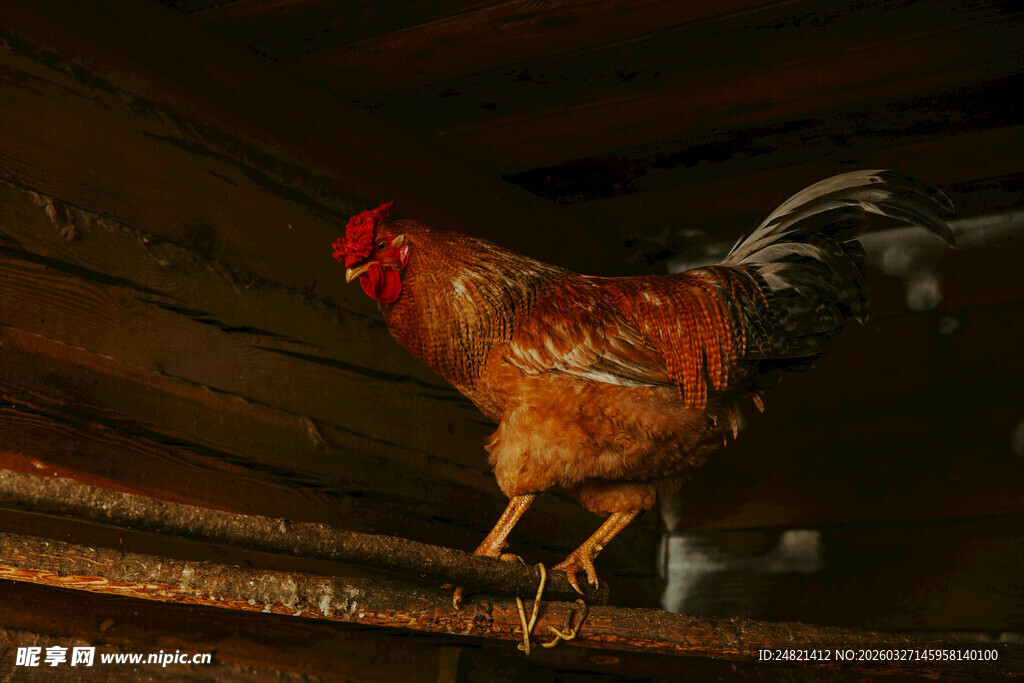 木架上的红冠公鸡