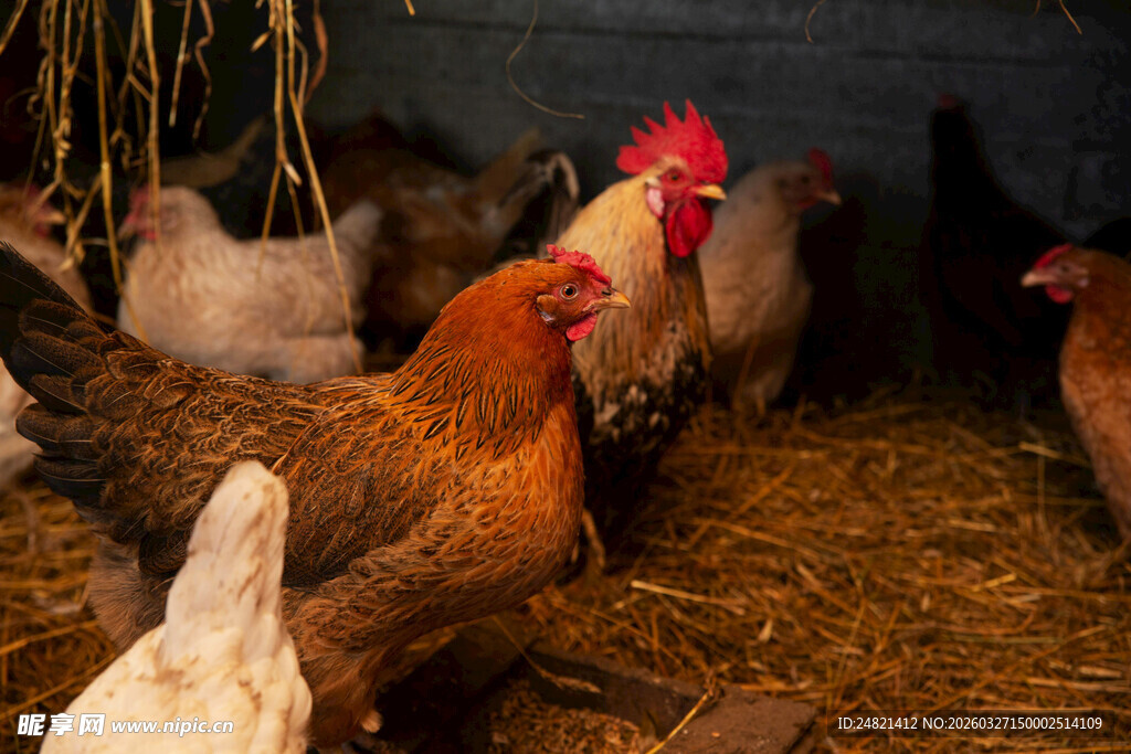鸡群栖息于铺满干草处
