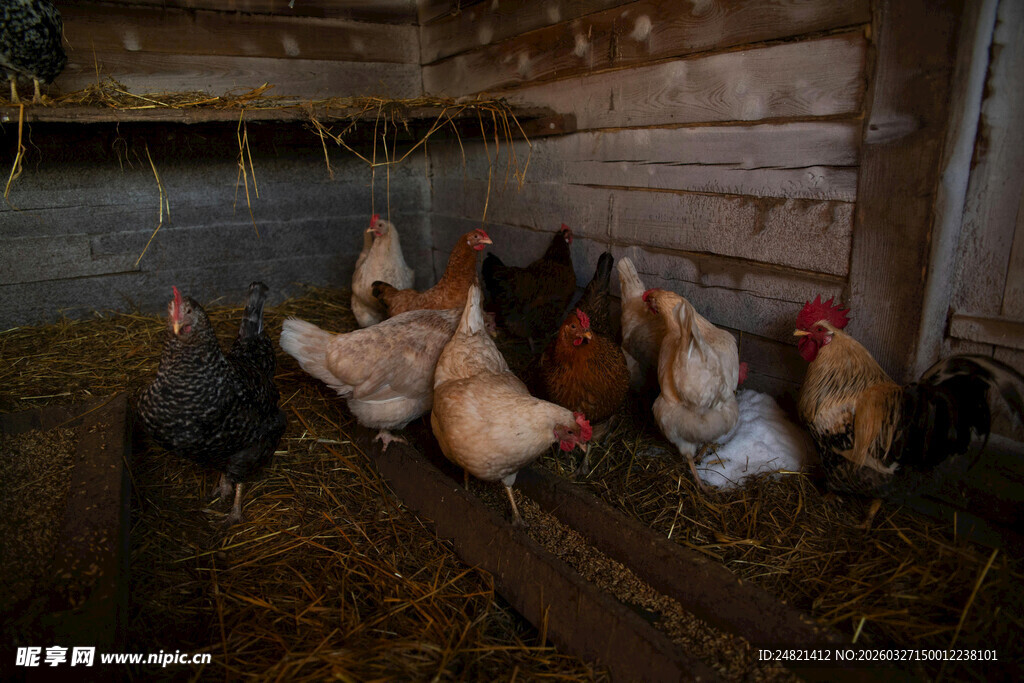 鸡舍内的一群鸡