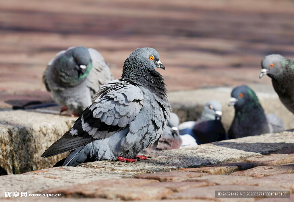 地面上的一群鸽子