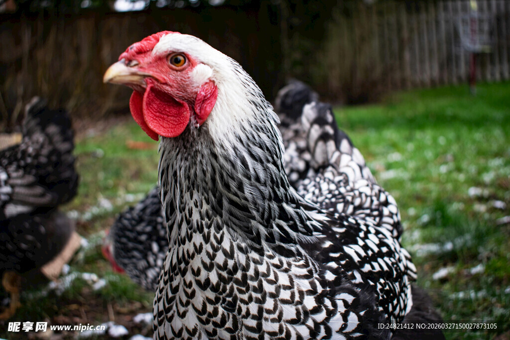 黑白花母鸡特写