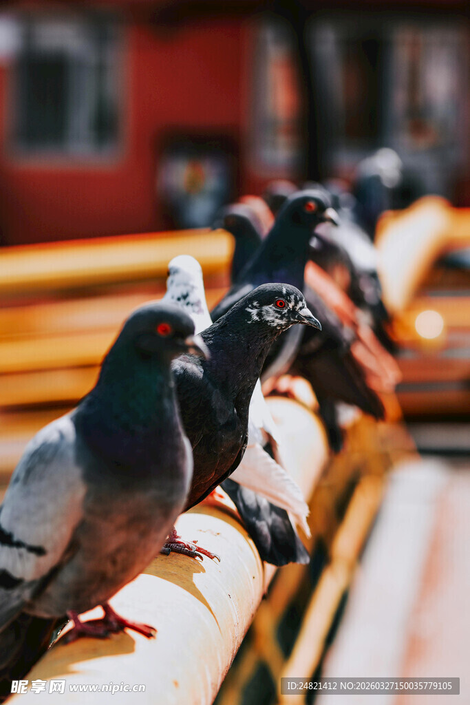 鸽群栖息于栏杆上