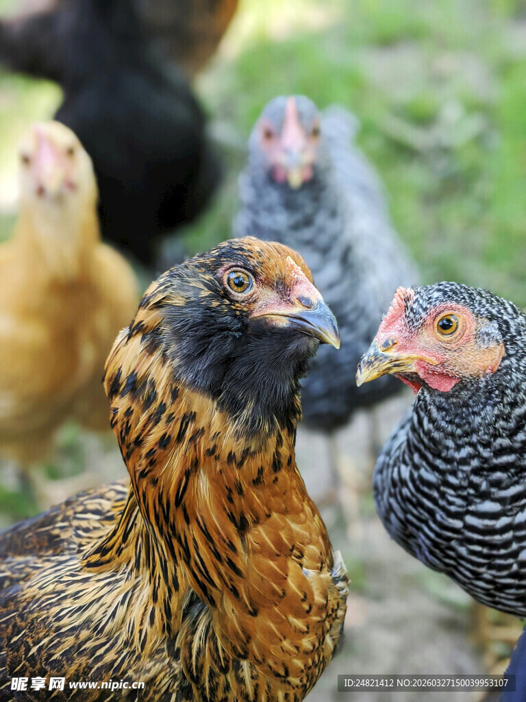 多彩鸡群于草地相聚