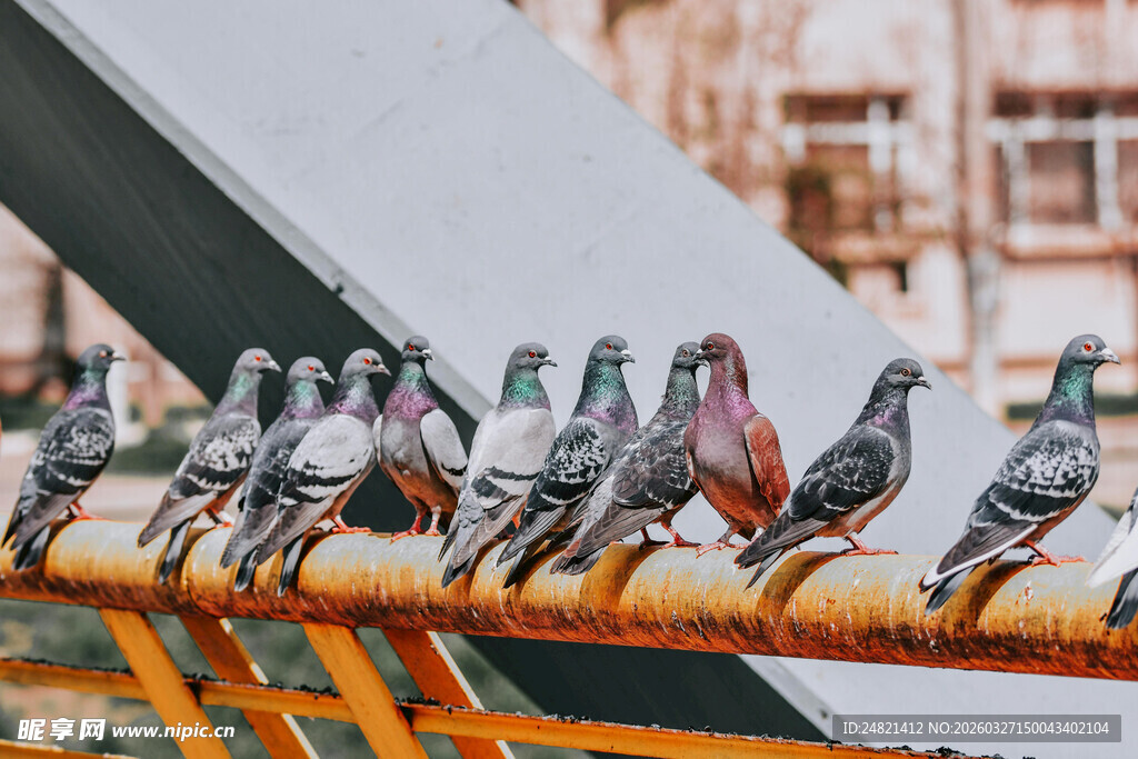 栏杆上的一群鸽子
