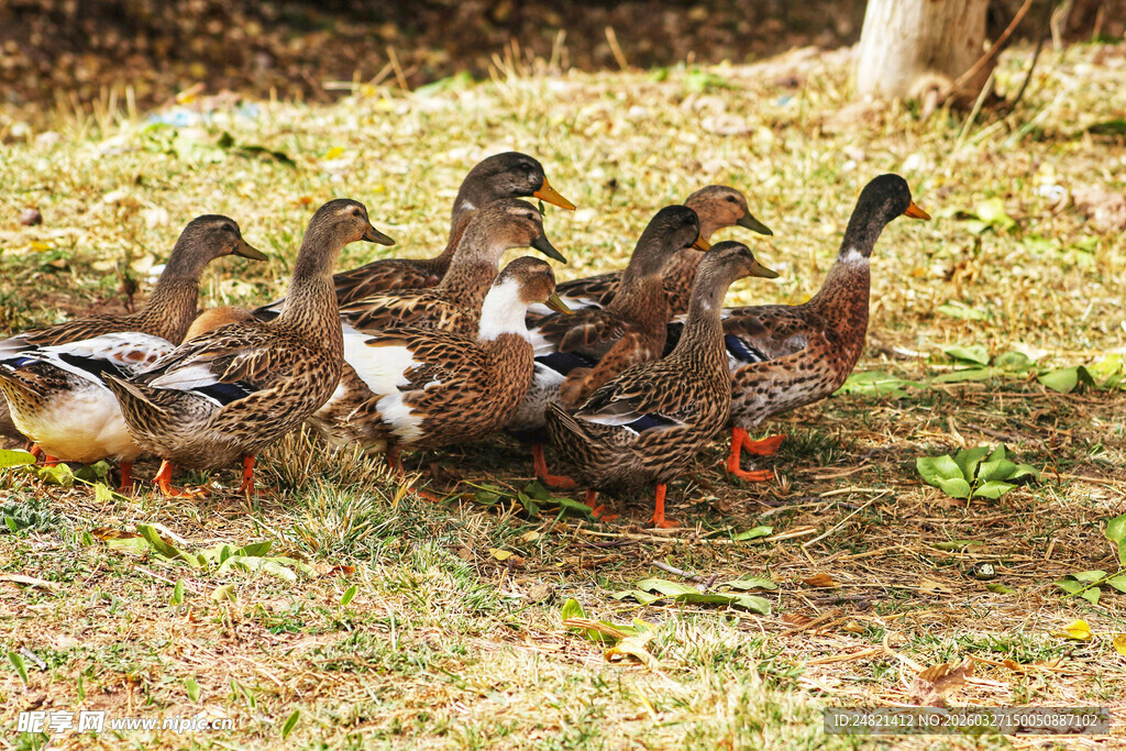 一群野鸭聚在草地上