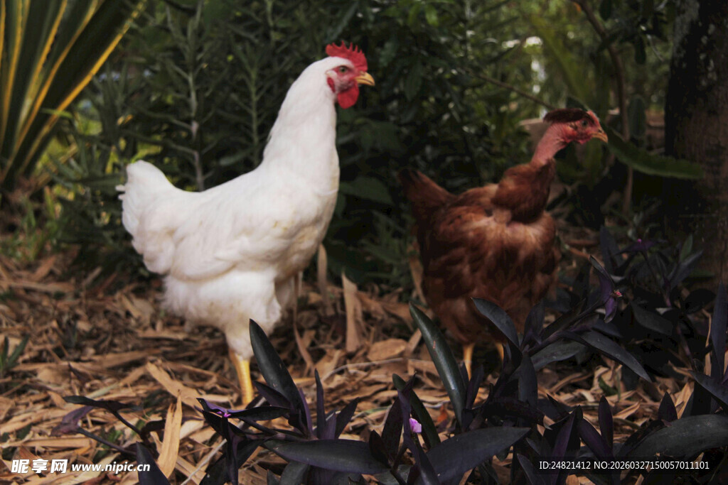 庭院中站立的两只鸡
