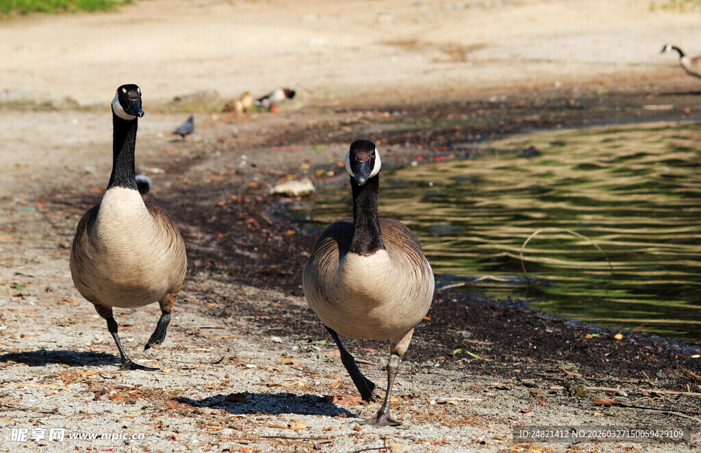 两只加拿大鹅在岸边行走