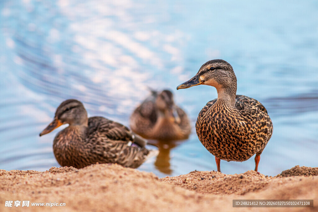 沙滩上的几只野鸭