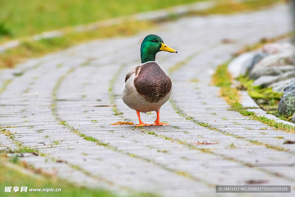 小路上的独行绿头鸭