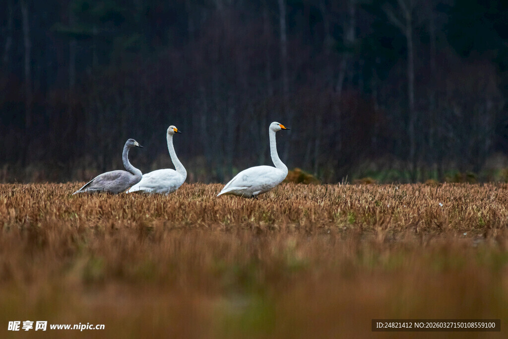 田野上的三只优雅天鹅