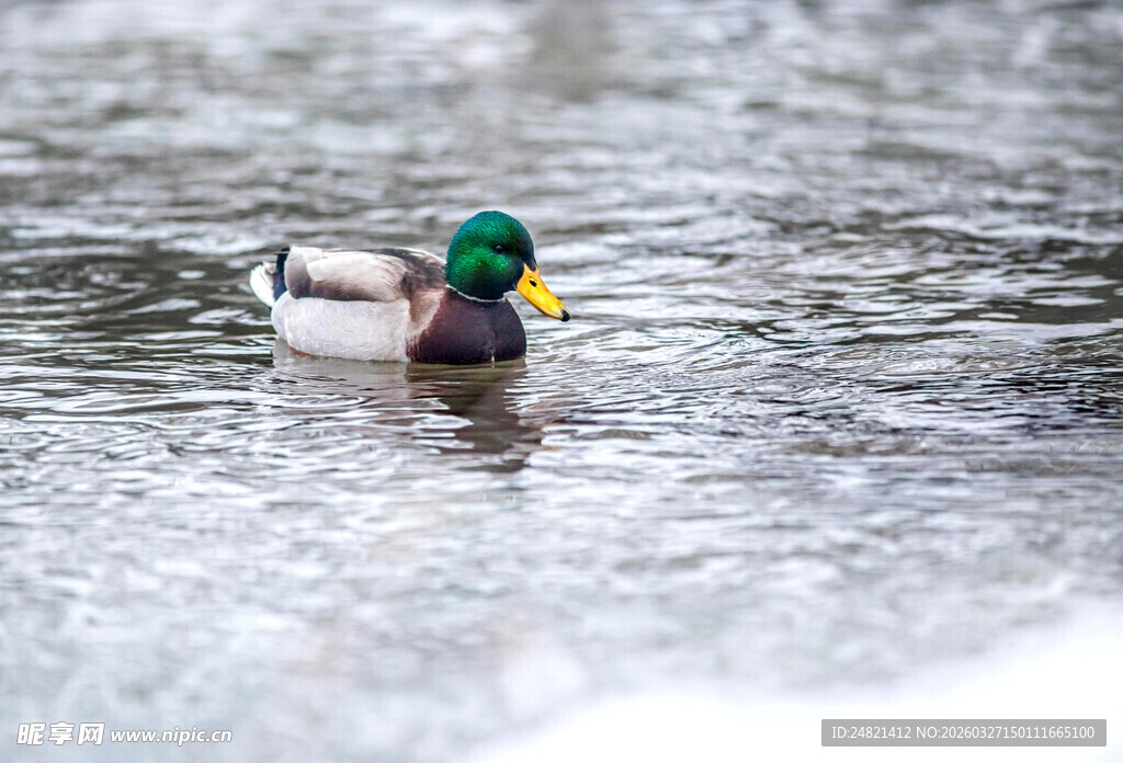 绿头鸭水中悠然游动