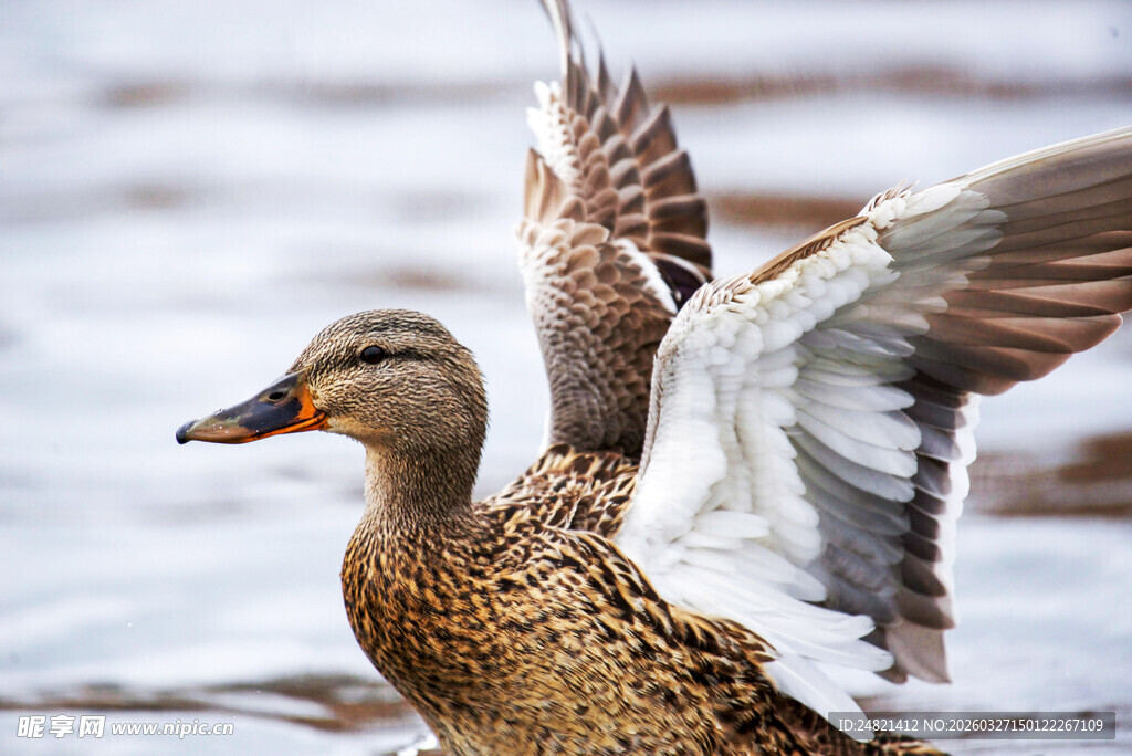 野鸭展翅于水面