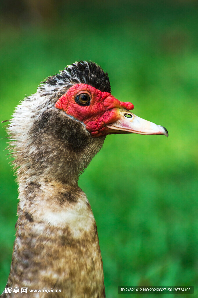红头怪鸭特写