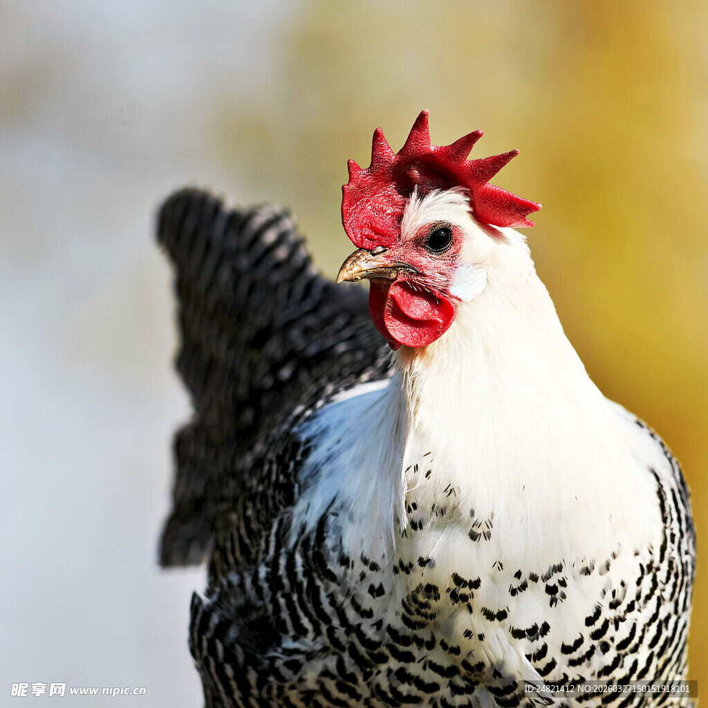 黑白花公鸡特写