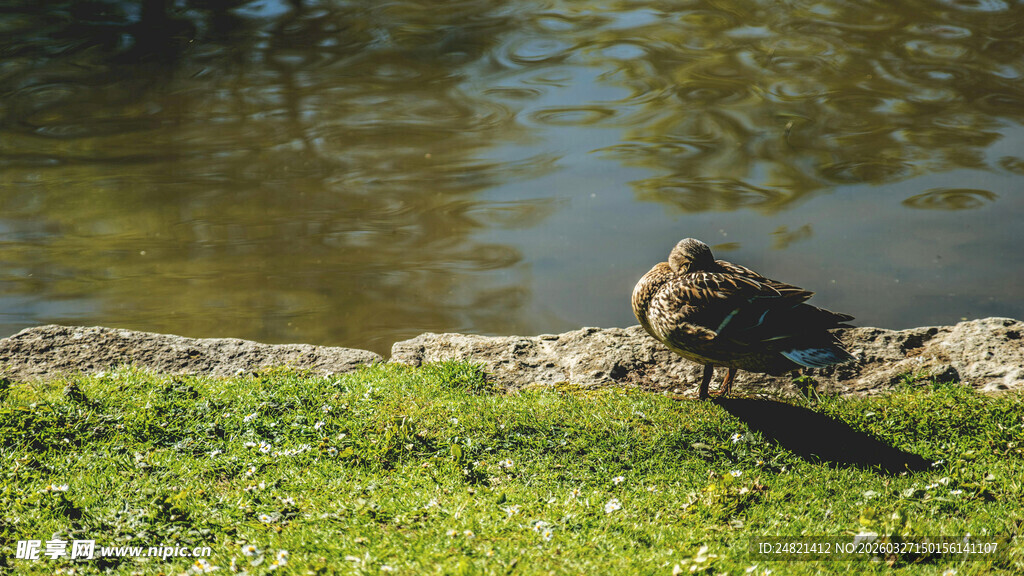 岸边休憩的鸭子