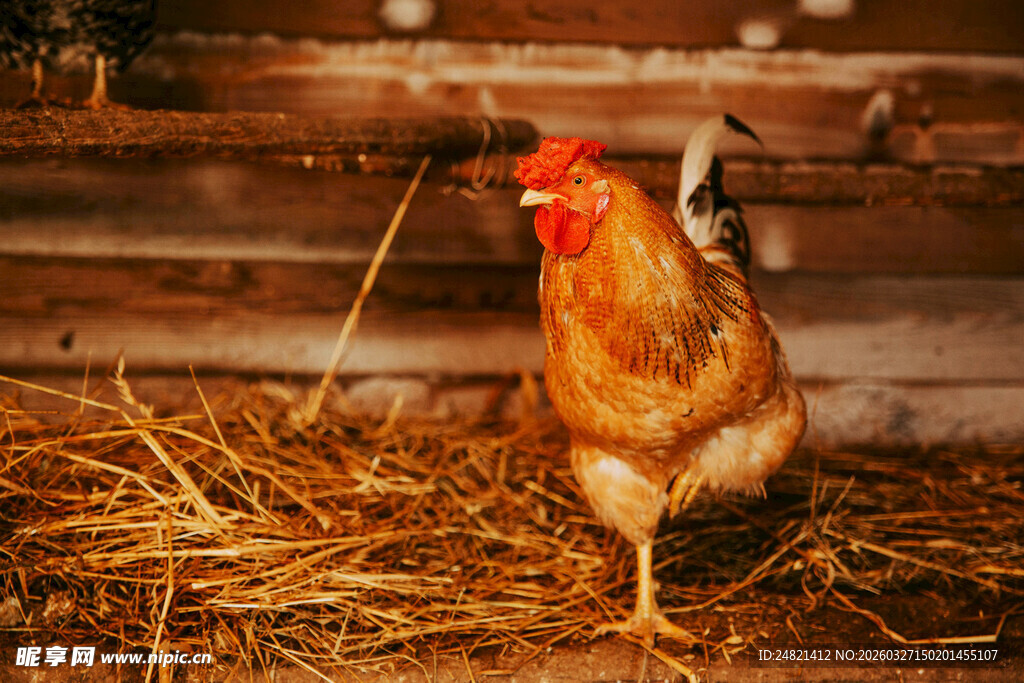 鸡在干草上行走