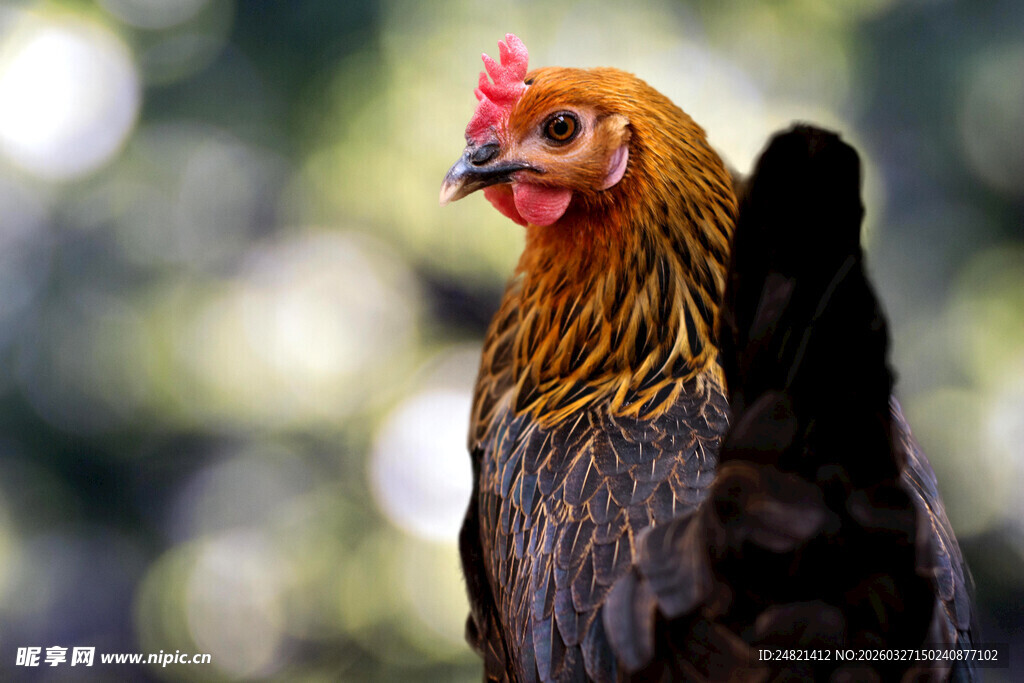 昂首的美丽公鸡