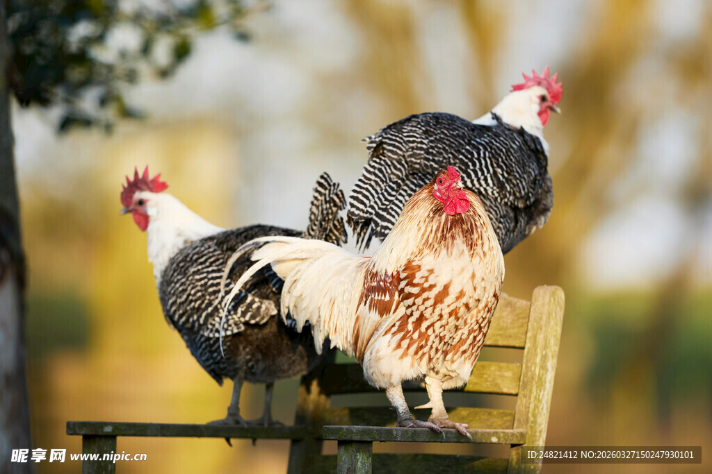 木椅上的多彩家禽