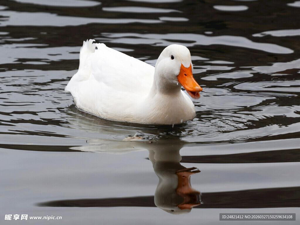 白鸭水中游