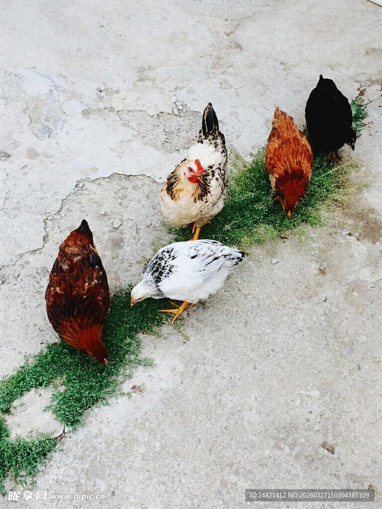 雪地中漫步的鸡鸭群