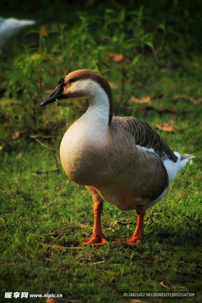 草地上的一只灰白鹅